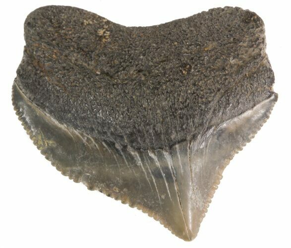 Fossil Squalicorax (Crow Shark) Tooth - Texas #42973